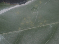 Nusatidia borneensis