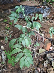 Elatostema involucratum