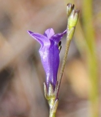 Siphocodon spartioides