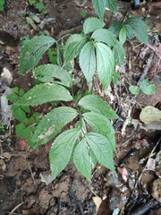 Elatostema involucratum