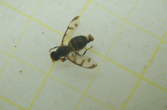 Ulidiidae