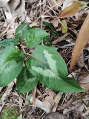 Persicaria chinensis
