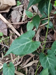 Reynoutria multiflora