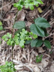 Lygodium japonicum