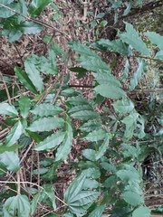 Strophanthus divaricatus