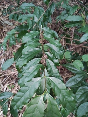 Strophanthus divaricatus