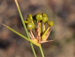 Bobartia gladiata
