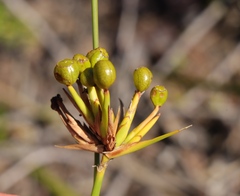 Bobartia gladiata