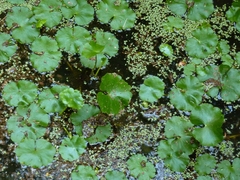 Hydrocotyle ranunculoides