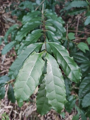 Strophanthus divaricatus