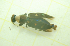 Chrysobothris affinis