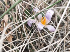 Crocus versicolor