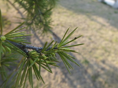 Phalacridae