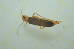 Nacerdes carniolica