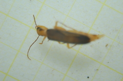 Nacerdes carniolica