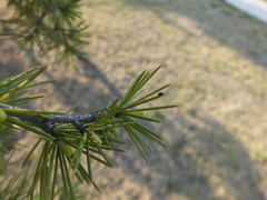Phalacridae