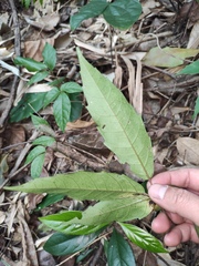 Heptapleurum heptaphyllum