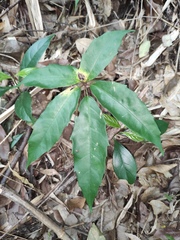 Heptapleurum heptaphyllum