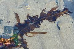 Undaria pinnatifida