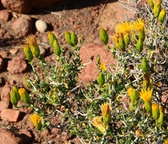 Pegolettia baccaridifolia