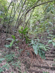 Alpinia hainanensis