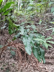 Alpinia hainanensis
