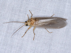 Ithone pallida