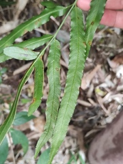 Pteris multifida