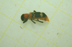 Thanasimus formicarius