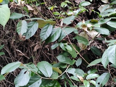 Pterospermum heterophyllum