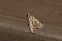 Nola pleurochorda