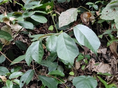 Pterospermum heterophyllum