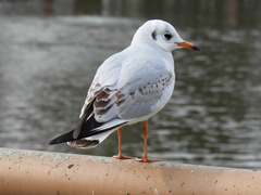Chroicocephalus ridibundus