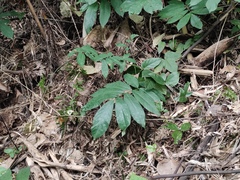 Millettia pachycarpa