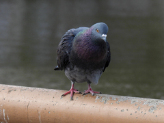 Columba livia domestica