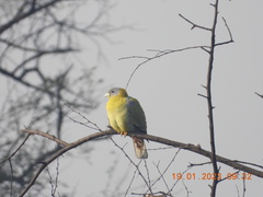 Treron phoenicopterus