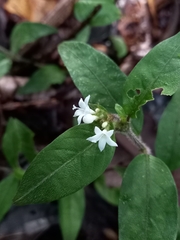 Palicourea iodotricha
