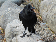 Corvus macrorhynchos
