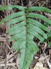 Microlepia marginata