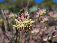 Glumicalyx lesuticus