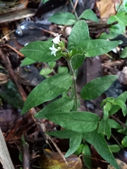 Palicourea iodotricha
