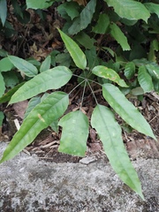 Heptapleurum heptaphyllum