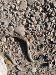 Atractus