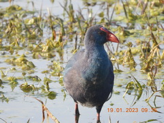 Porphyrio poliocephalus