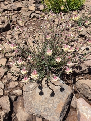 Glumicalyx lesuticus