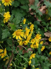 Chrysanthemum indicum