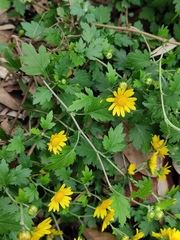 Chrysanthemum indicum