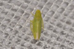 Reuplemmeles hobartensis