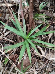 Carex phyllocephala
