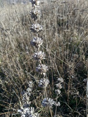 Stachys cretica